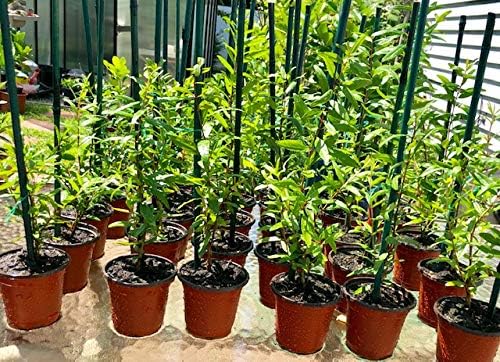 Miniatura 3 de 40 semillas de granada para plantar semillas maravillosas 'Big Red' (Punica Granatum)