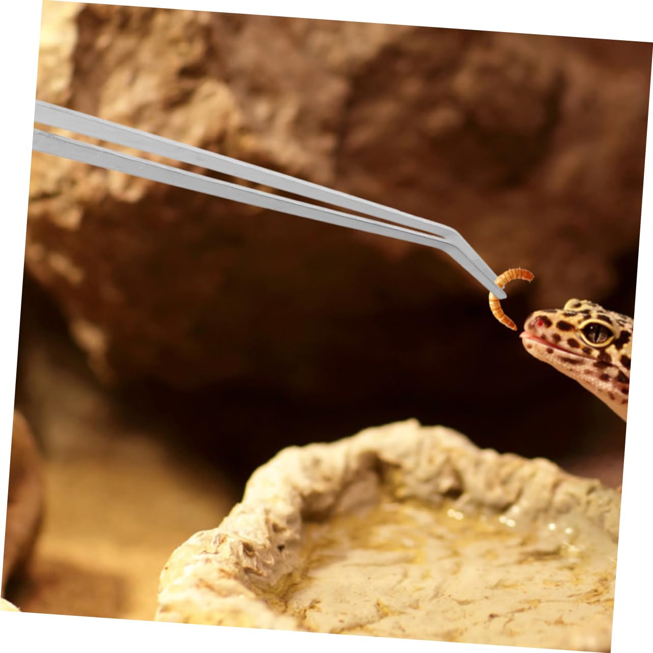 HANABASS 10piezas De Alimentación para Reptiles De Metal Cabezas Recta y Curva Herramienta Práctica para Acuarios y Terrarios Diseño Antideslizante y Duradero para Alimentar Facilidad