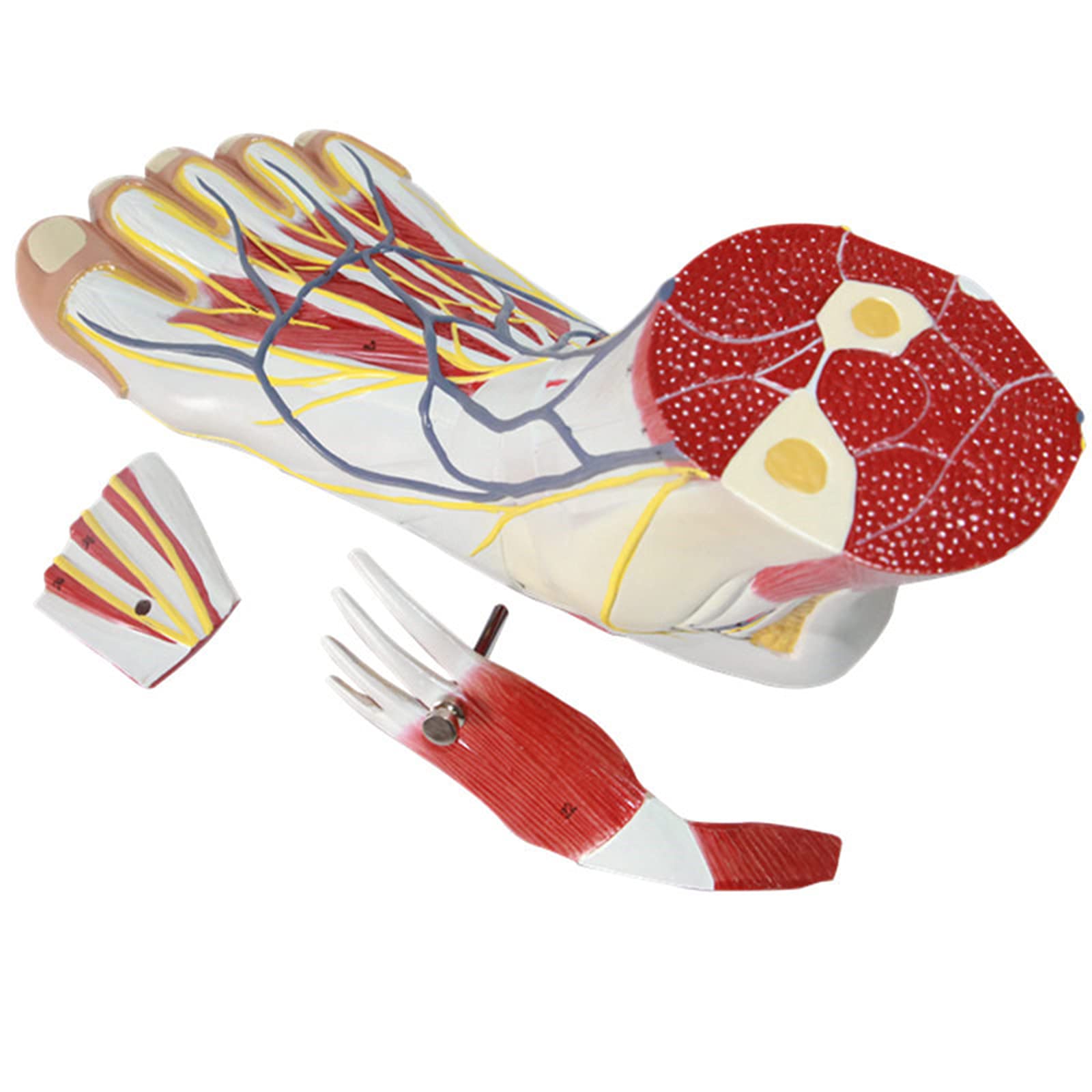 Buy Foot Anatomical Model, 11 Life Size, Medical Anatomical Main