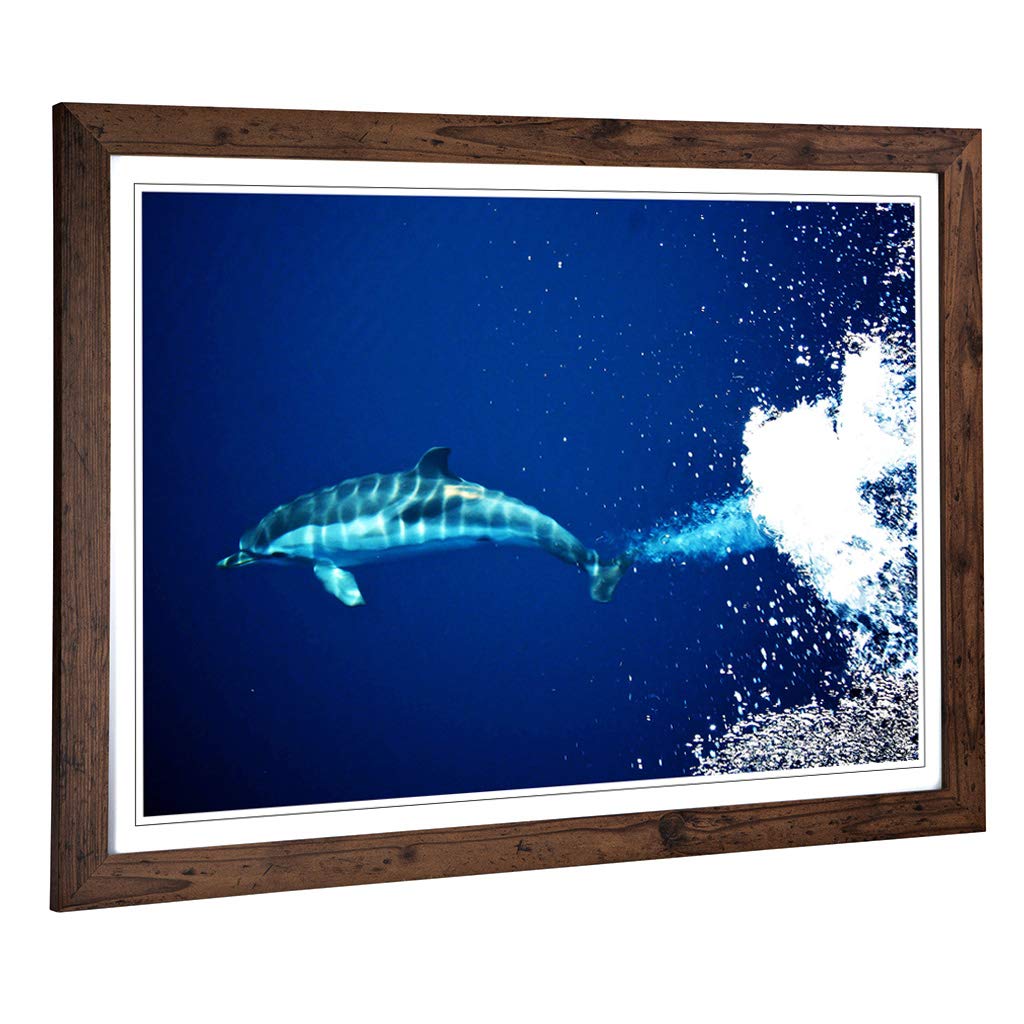 Big Box Art Framed Print of Dolphin 2 Design | Wall Art Picture | Home Decor for Kitchen, Living, Dining Room, Lounge, Bedroom, Hallway, Office, Walnut, A2 / 24.5x18 Inch / 62x45cm