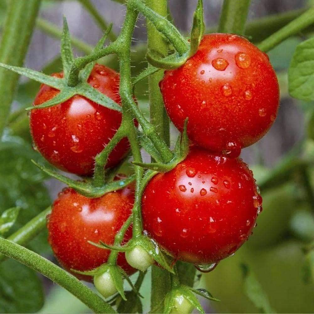 Vegetable Cherry Tomatoes Seeds (Pack of 50 Seeds) by Urban Turtle® (B0964CL3Y2) Amazon Price History, Amazon Price Tracker