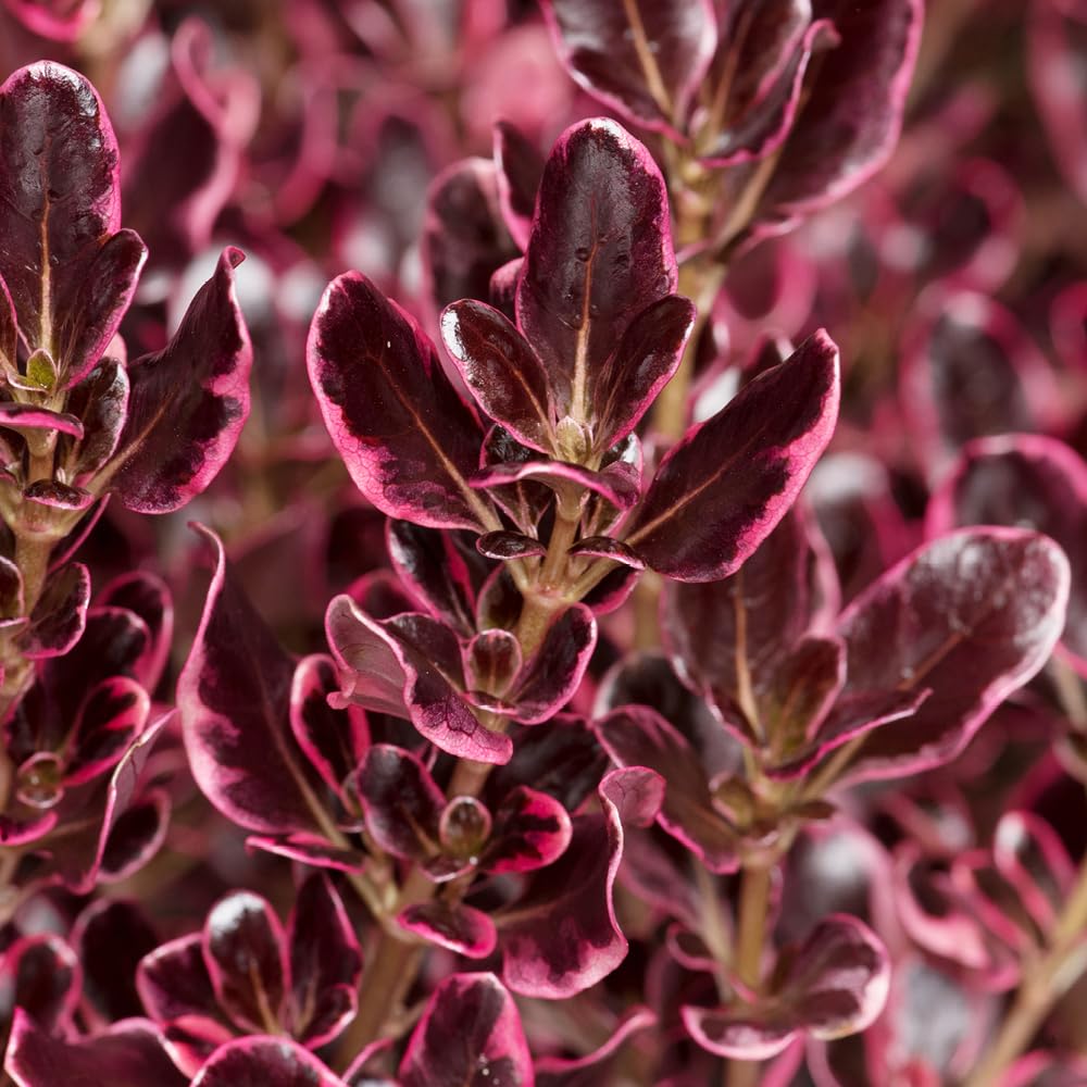 Yougarden Dark Pink Coprosma Eclipse, Established Flowering Shrub In 9Cm Pot, Ready To Plant