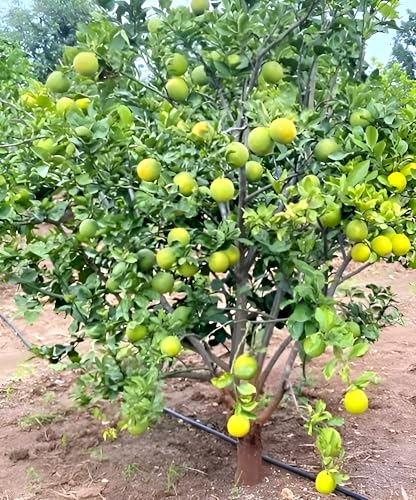 Image of Zoropic Enterprise Malta Lemon (Sweet Lime /Mosambi) Live Fruit Plant | Citrus Sweet Lime Tree Sapling for Home Garden, Balcony, Terrace & Outdoor Plantation | Tropical Fruit Plant