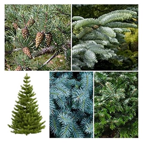 RP Seeds Christmas Tree Seed Collection. 5 Individual Packets with Growing Guides. Save 20% on Normal Prices Cover