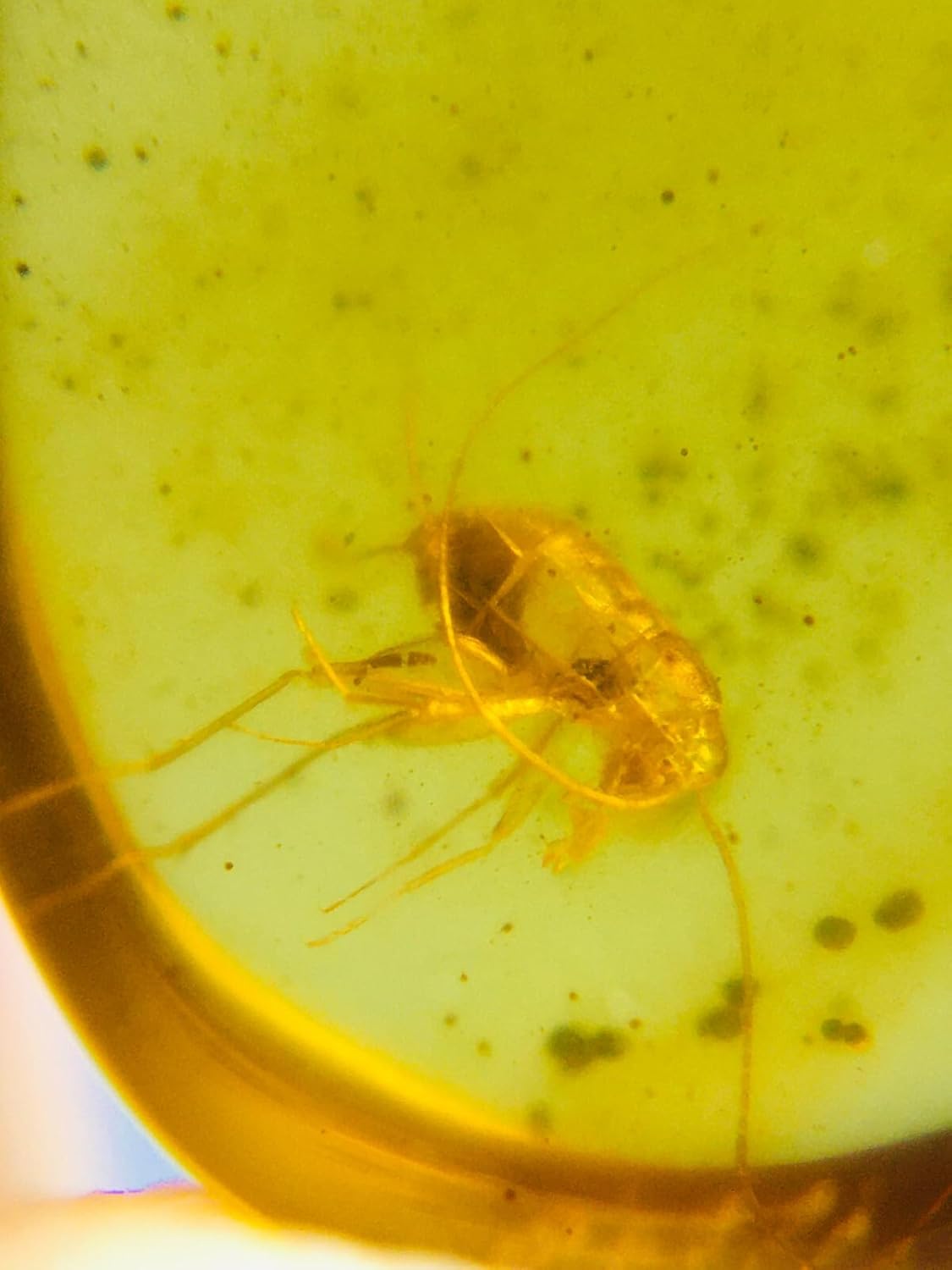 Burmese burmite Cretaceous Cricket Insect Fossil Amber Myanmar