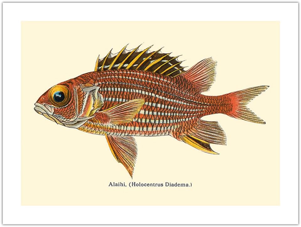 Alaihi (Holocentrus Diadema) - Hawaiian Squirrel Fish - from Fishes of Hawaii - Vintage Hawaiian Color Postcard c.1905 - Bamboo Fine Art 290gsm Paper (Unframed) 12x16in