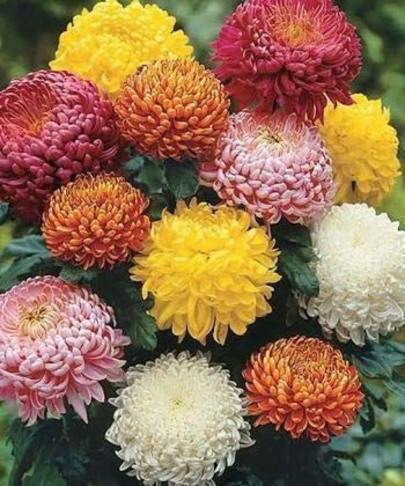 PLANTOGALLERY Flower Seeds | Chrysanthemum Mix Flower Seeds For Home Gardening (60 seeds Pack) (B09BG2KWTC) Amazon Price History, Amazon Price Tracker