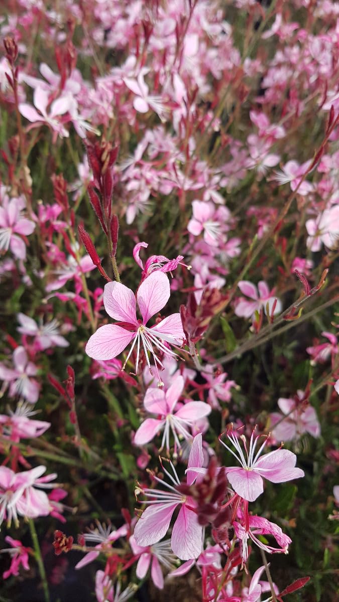 Gaura lindheimeri 'Siskiyou pink' Vivace 3-4 litres