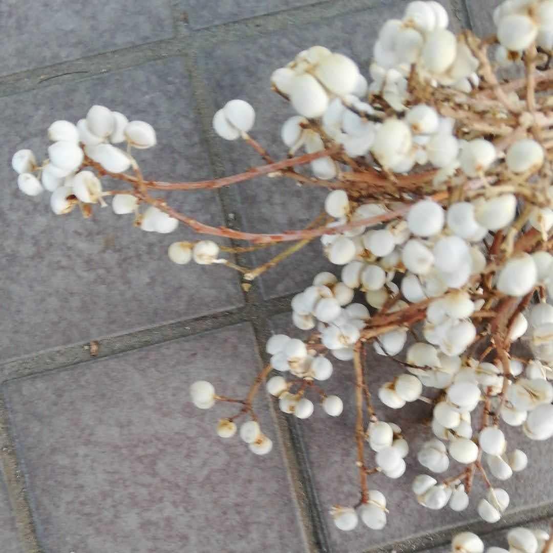 早期予約2025.。ナンキンハゼの実。ナンキンハゼ。弾け始めました