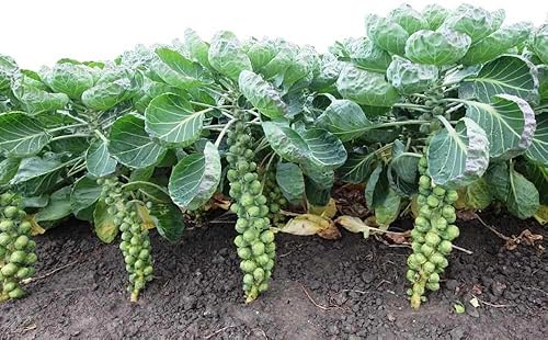 Miniatura 3 de Semillas Coles de Bruselas Col Verde Largo Vegetal para Plantar Heirloom Non GMO