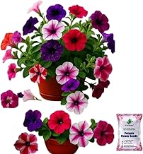 SRI SAI FORESTRY - Petunia Double Mix Flower Seeds Hybrid Mixed Colour Flower Seeds For Gardening & Planting pack of 100 seeds