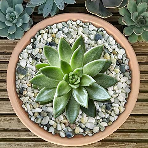GardenersDream Premium Natural Plant Pot Gravel Cover