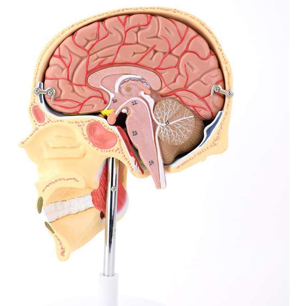Buy Human Masticatory Muscle Model Human Skull Brain Model Jaw