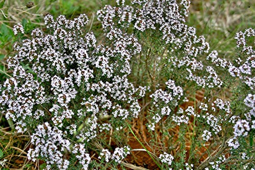 100 Tijm Zaden (Thymus Vulgaris) - Afbeelding 4