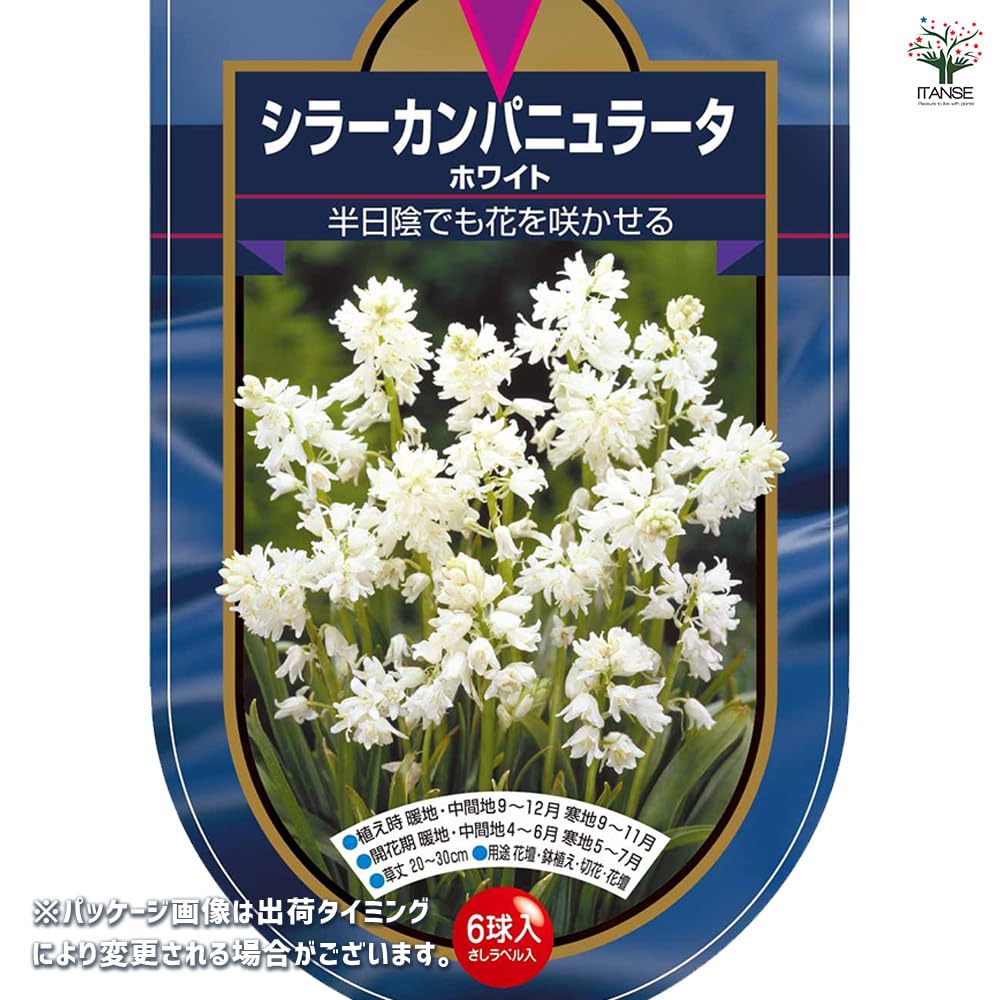 Amazon.co.jp: ITANSE 花球根 シラー カンパニュラータ ホワイト