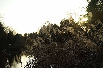 Amazon | ※オールドレンズ※JUPITER-8 50mm/f2 シルバー L