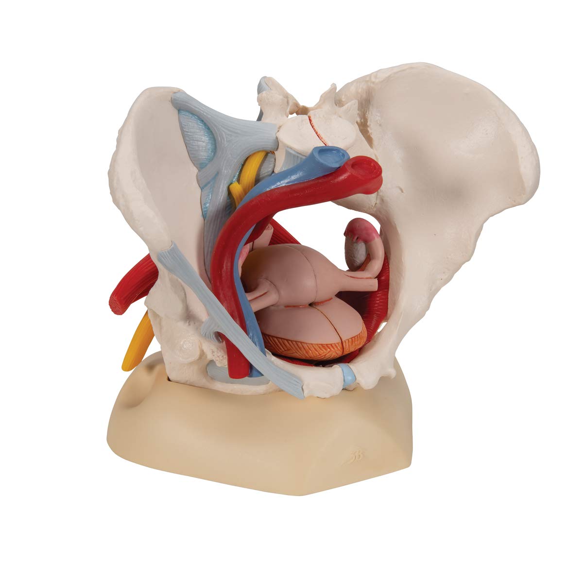 3B Scientific H20/4 żeńska miednica z taśmami, naczyniami, nerwami, dnem miednicy, narządami oraz bezpłatnym oprogramowaniem do anatomii 3B Smart Anatomy