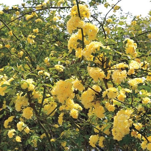 See full amazon price history chart for Royal Paradise Garden Rare Climbing Rose Flower Live Plant Lady Banks Rose Flower Plant (1 Healthy Live Plant) Royal Paradise Garden Rare Climbing Rose Flower Live Plant Lady Banks Rose Flower Plant (1 Healthy Live Plant) (B07PDS7YHT) Amazon Price History, Amazon Price Tracker