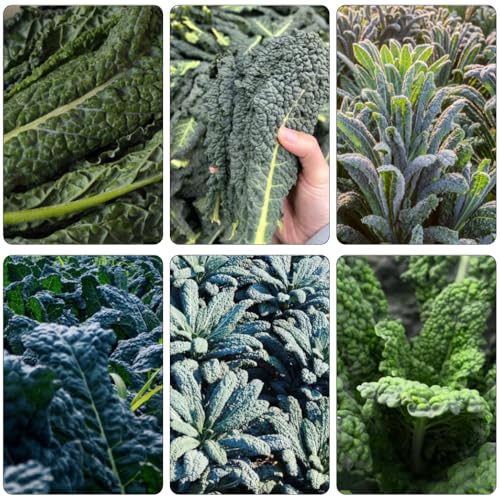 col kale perennes de jardín perennes resistentes decoración de oficina jardín semillas resistentes para jardines 300pcs