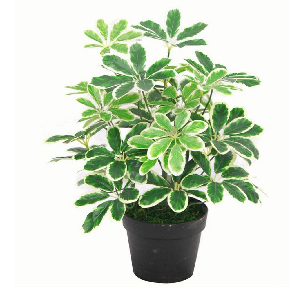 Leaf Variegated Plant Artificial Arboricola Evergreen Plant, 55Cm
