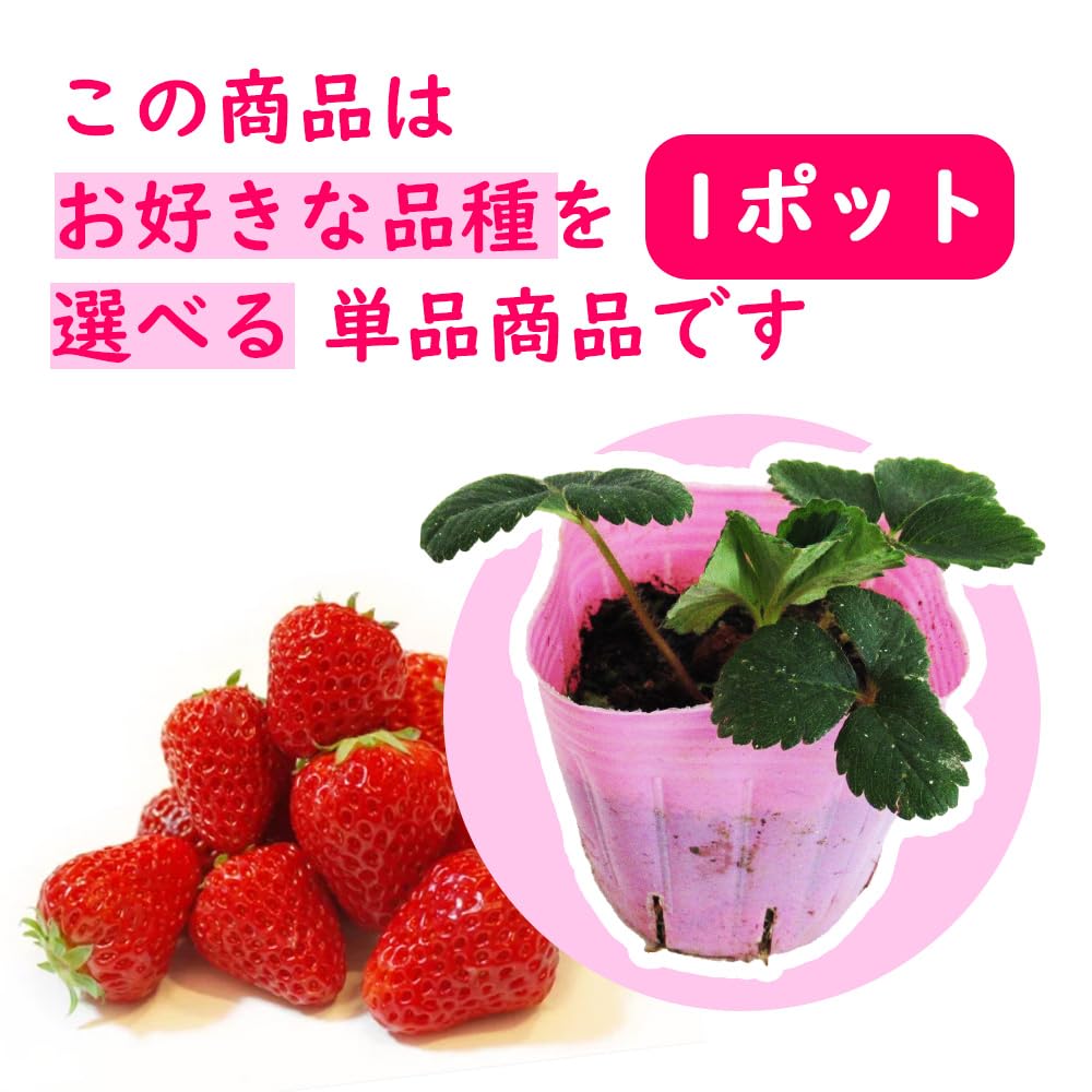 いちご苗ビックハニー３寸70個セット　専用出品！ いちご苗ビックハニー3寸70個セット 専用出品！
