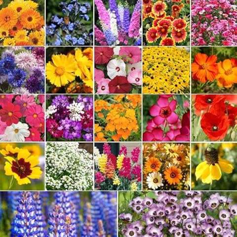 TomorrowSeeds - Birds, Bees, Butterflies - Pollinator Mix Flower Seeds - 250+ Count Packet - for 2024 22 Species Annual & Perennial Mix Cover