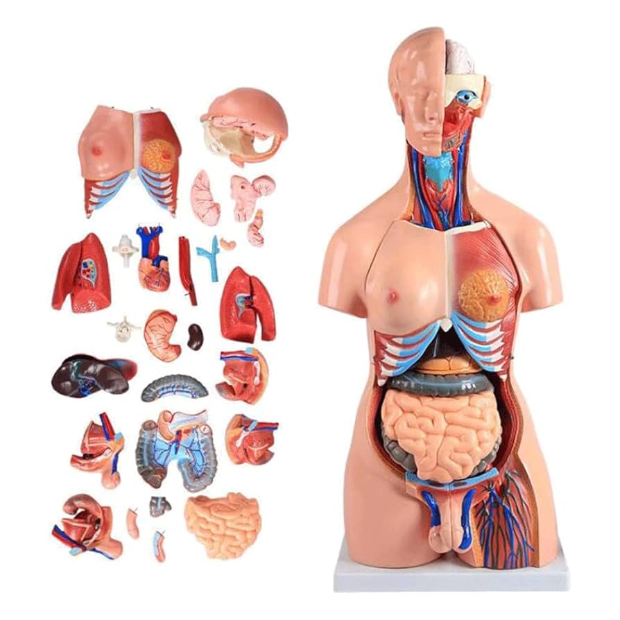 人体模型　５つセット 71-2aQUOHhL._AC_UF1000,