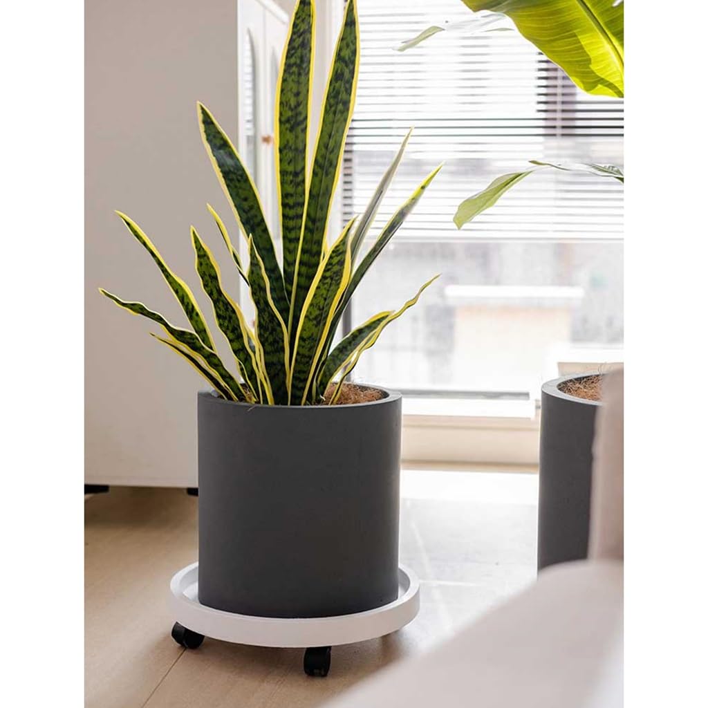 コンクリート製グレー丸型プランター 楽天市場】植木鉢 おしゃれ 大型 バスクラウンド (2色)＜ 14号 17号