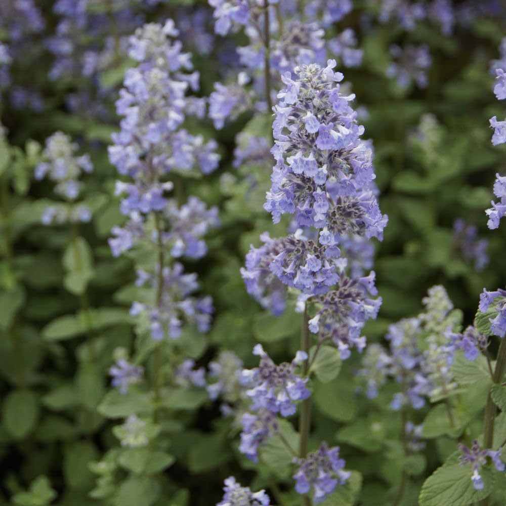 Nepeta grandiflora Summer Magic 9cm Pot x 2 Inc: | Compact Catmint with Lavender-Blue Flowers, Drought Tolerant, Pollinator Friendly, RHS Award Winner | Thompson & Morgan