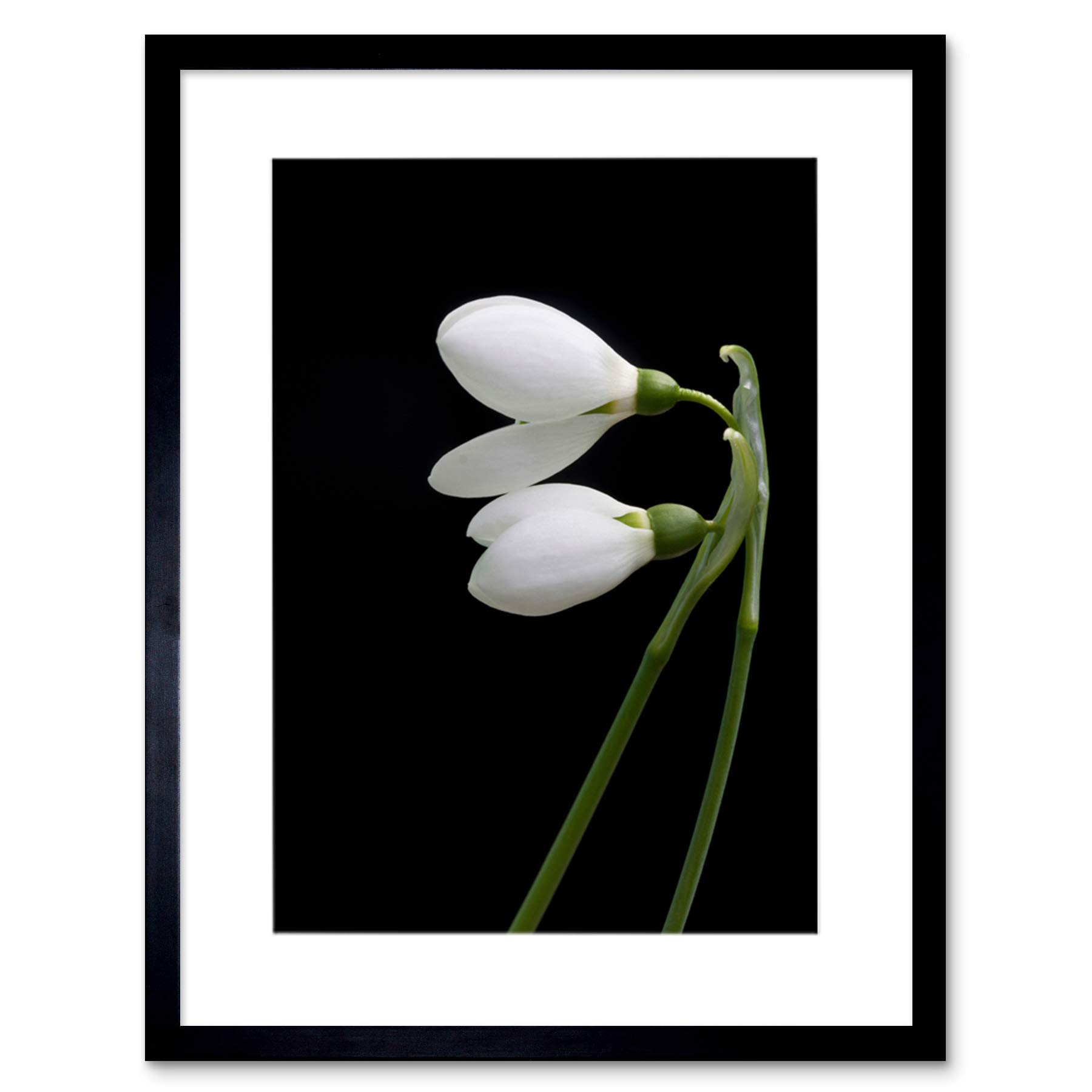 Wee Blue Coo Snowdrops Spring Flowers Bloom White Black Framed Wall Art Print