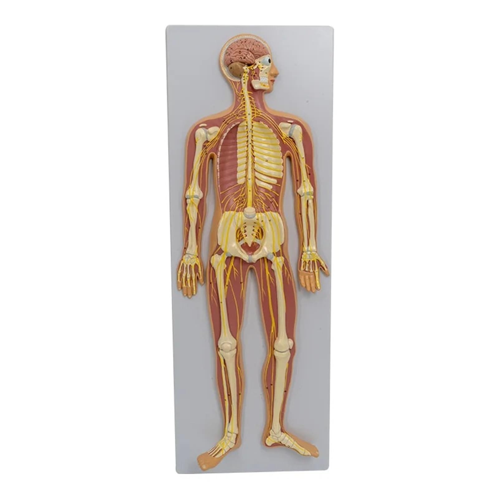 Model anatomii ludzkiego układu nerwowego mózg dystrybucja nerwów kręgosłupa pomoc dydaktyczna wyświetlacz szkieletu 1/2 rozmiar życia