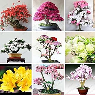 100 pc/sacchetto rari Bonsai 12 varietà di Azalea Semi FAI da te Casa & Giardino Piante assomiglia Semi Sakura Japanese Cherry Blooms Fiore: Only Seeds