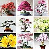 100 Pcs/bag Rare Bonsai 12 Varieties Azalea Seeds DIY Home & Garden Plants Looks Like Sakura Japanese Cherry Blooms Flower Seeds