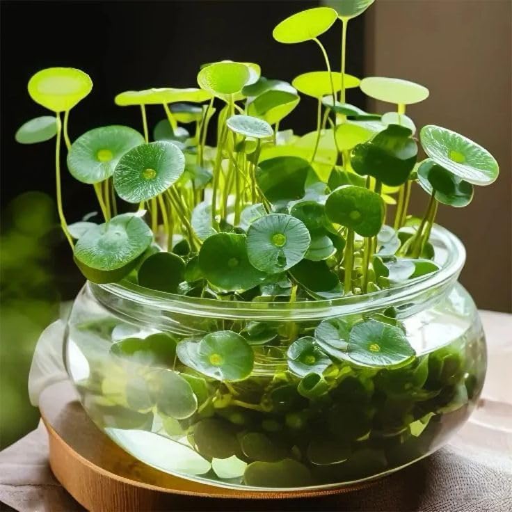 Image of Live Chinese Money Plant with Pot | Pilea Peperomioides UFO Pennywort Feng Shui Lucky Plant | Air Purifying Indoor Plant for Office Desk Living Room Balcony Home Decor | Pack of 1