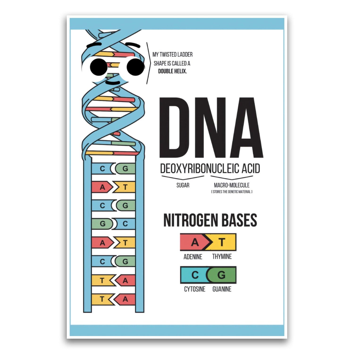 Amazon.com: DNA Diagram Science Biology Poster - Classroom Poster