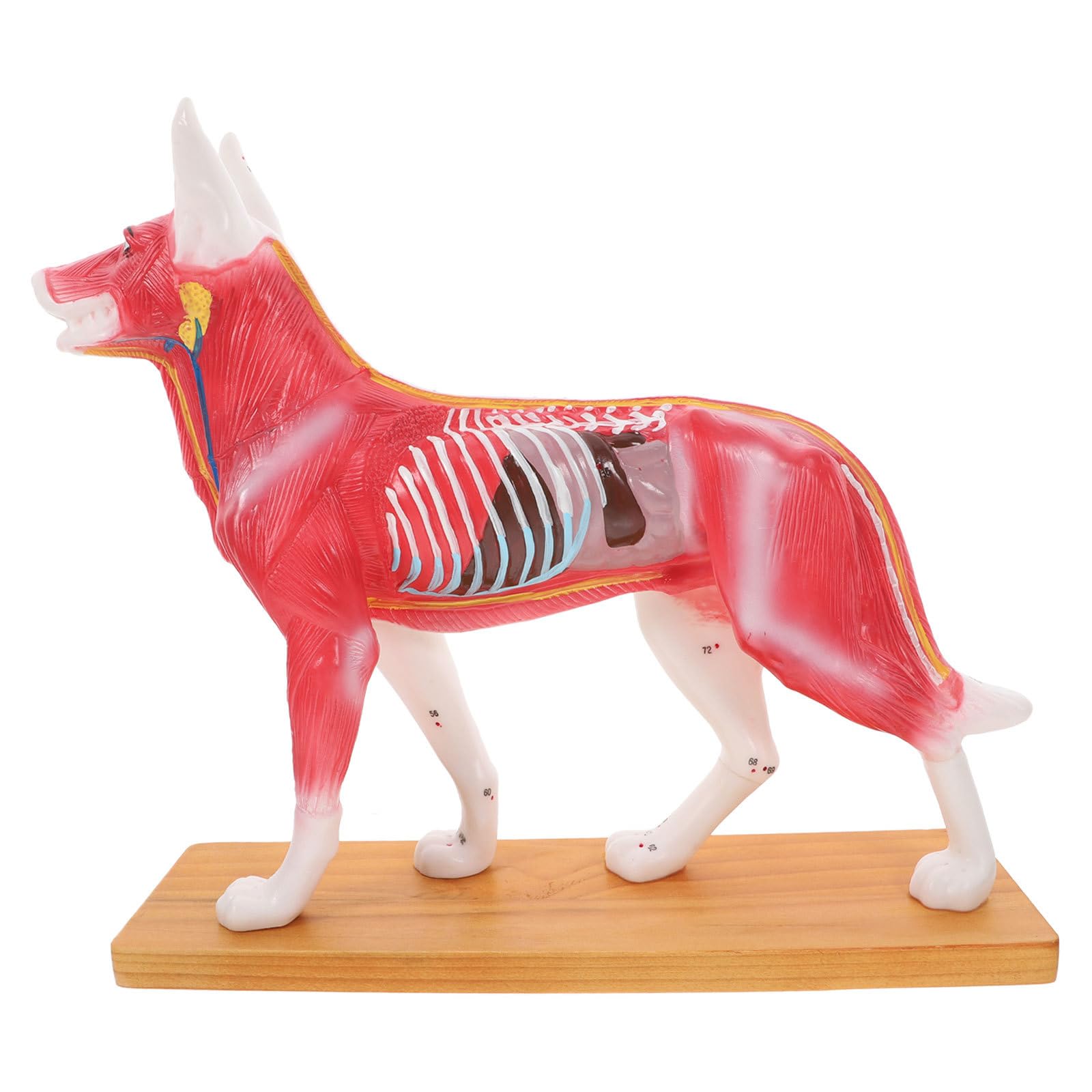 Amazon.co.jp: POPETPOP 犬ツボモデル 犬解剖モジュール 犬の鍼モデル