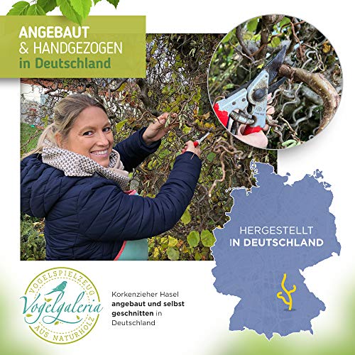 Ramo naturale a cavatappi con numerosi posatoi per...