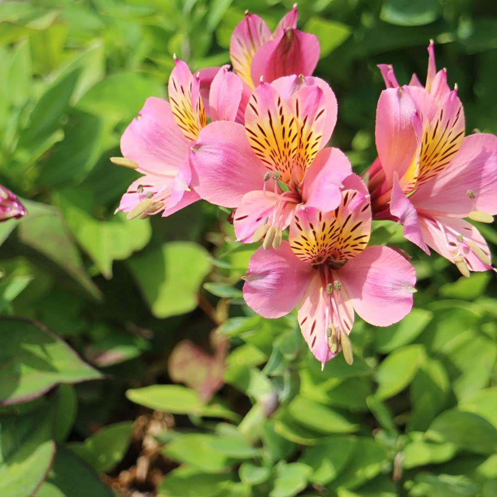 Amazon.co.jp: 【アルストロメリア】 リグツハイブリッド 桃 球根 （1