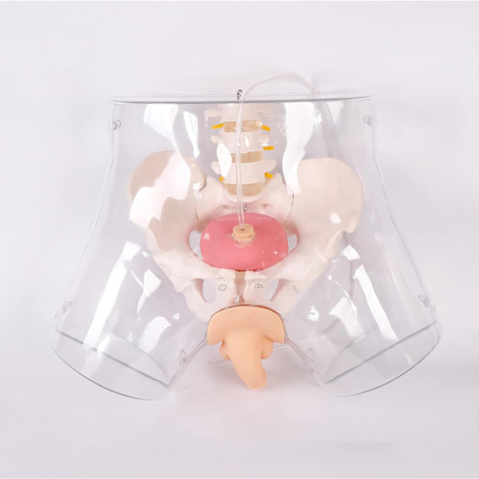 Modèle de Cathétérisme Masculin, Modèle D'enseignement de Mannequin, Modèle de Cathétérisme Masculin Transparent Avancé pour La Pratique des Médecins et des Infirmières