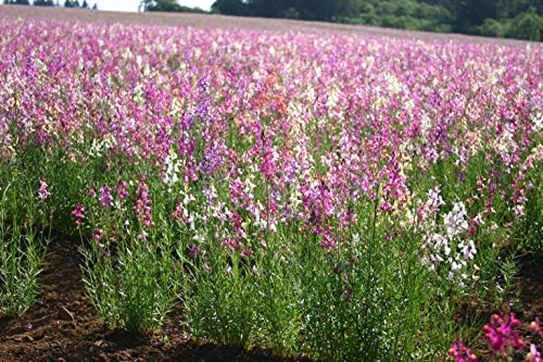 "Northern Lights" Toadflax Flower Seeds For Planting, 5000+ Seeds Per Packet, (Isla's Garden Seeds), Non Gmo & Heirloom Seeds, Botanical Name: Linaria Maroccana, Great Home Garden Gift #TOP2