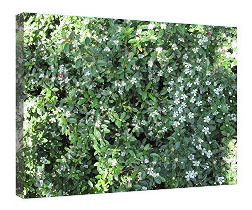 Toile festival de jardin 40x50 encadrée bois tableau déco