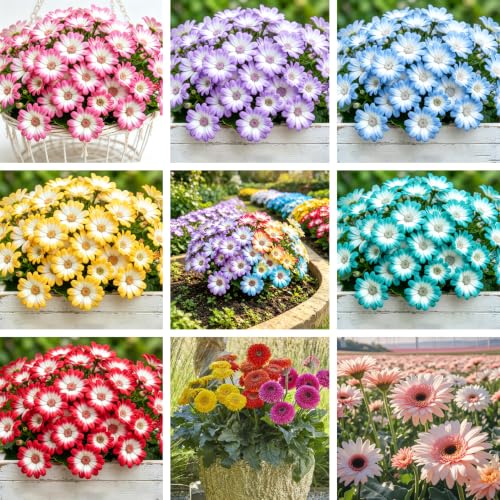 Mixrug Gerbera Daisy Seeds for Planting 300pcs Rare Perennial Gerbera Daisy Flower Seeds Plants Non-GMO Heirloom Landscape Hardy Garden Colored Flowers for Home Garden Outdoors