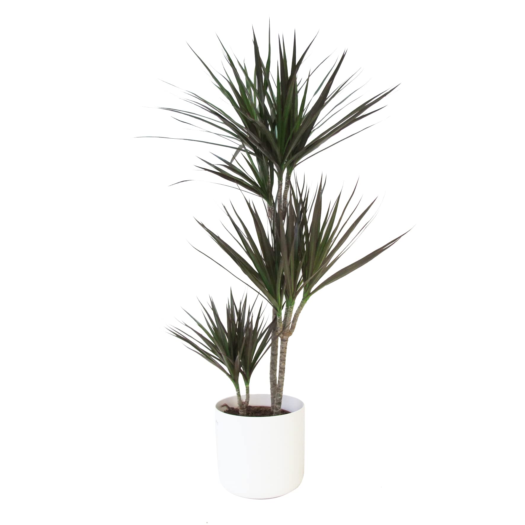 KENTIS - Dracaena Marginata Magenta - Arbre Dragon - Plantes Vertes Naturelles d'Intérieur - H 110-120 cm Pot Ø 21 cm