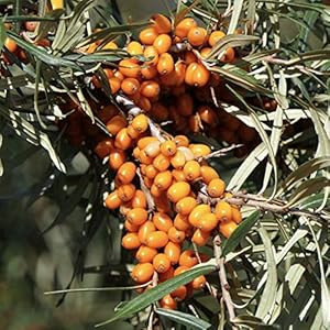 Artländer Pflanzenhof Friesdorfer Orange Sanddorn 60-80cm