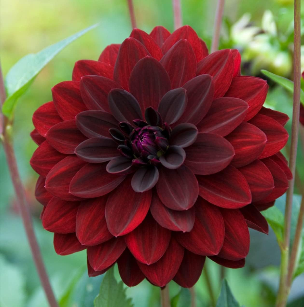 Arabian Night Flowering Dahlia Bulbs - Dark, Almost Black, Long-Blooming and Hardy Dahlia Flowering Bulbs | Semi-Double to Double Blooms Arabian Night Dahlia Roots (2 Pack)