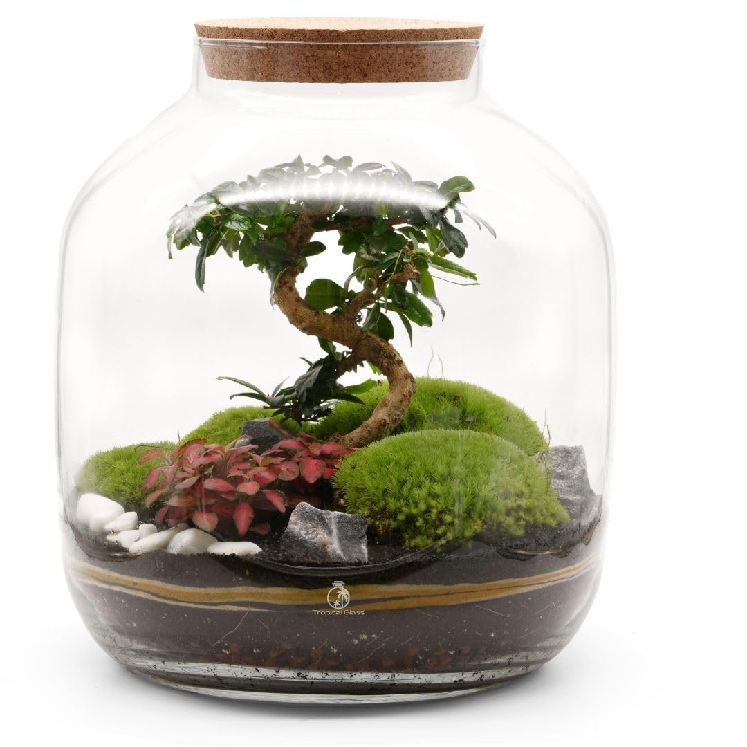XL DIY Closed Terrarium Kit with Plants H: 38 cm 'Akita': Large Glass Jar, Live Bonsai, Fittonia, Cushion Moss, Soil, Gravel & Decorative Items - Terrarium Ecosphere (with LED Cork Lid)