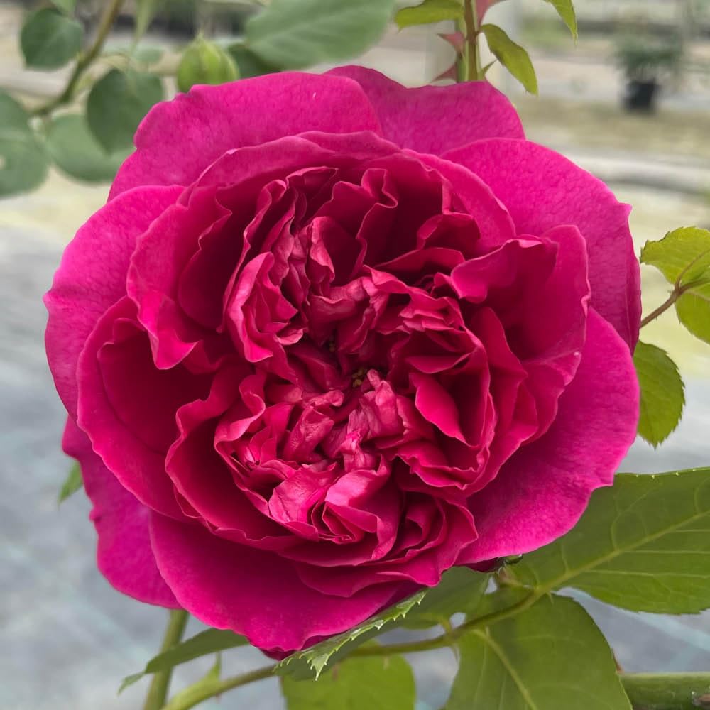 Yougarden Pink Harkness Rose 'Harkness Heritage' ®, Climbing Deep Purple Repeat Flowering Established 4 Litre Pot