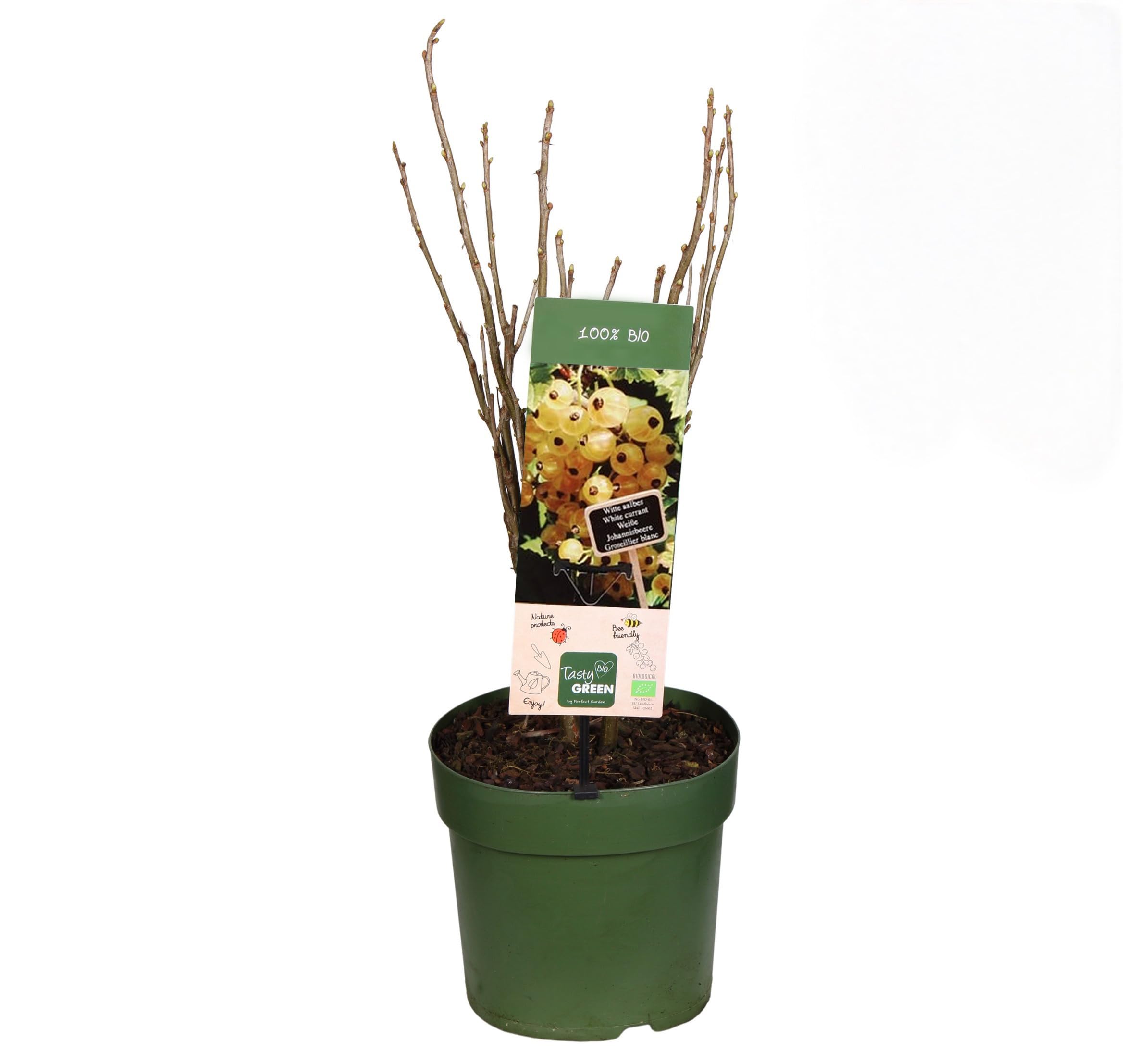 Ribes bianco frutti di bosco pianta in vaso ø18 cm Vivaio di Castelletto