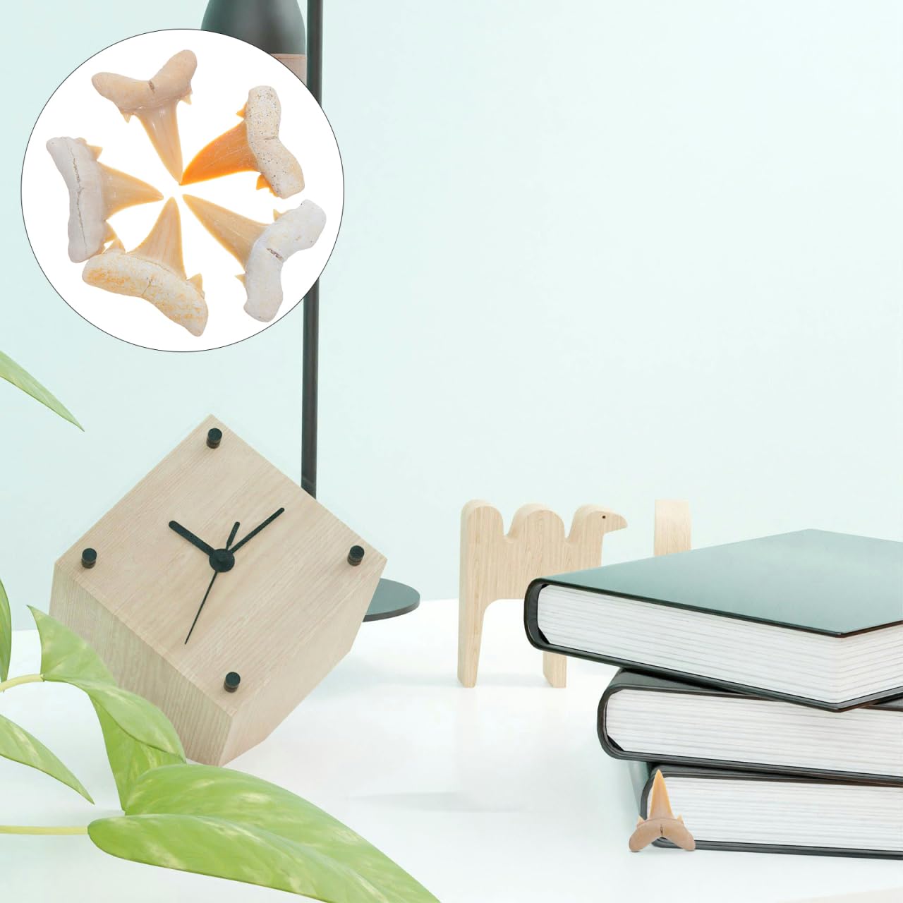 Amosfun 5 Piezas Fósil de Diente de Tiburón Real para Colección Científica con Detalles Naturales para Educación y Exhibición