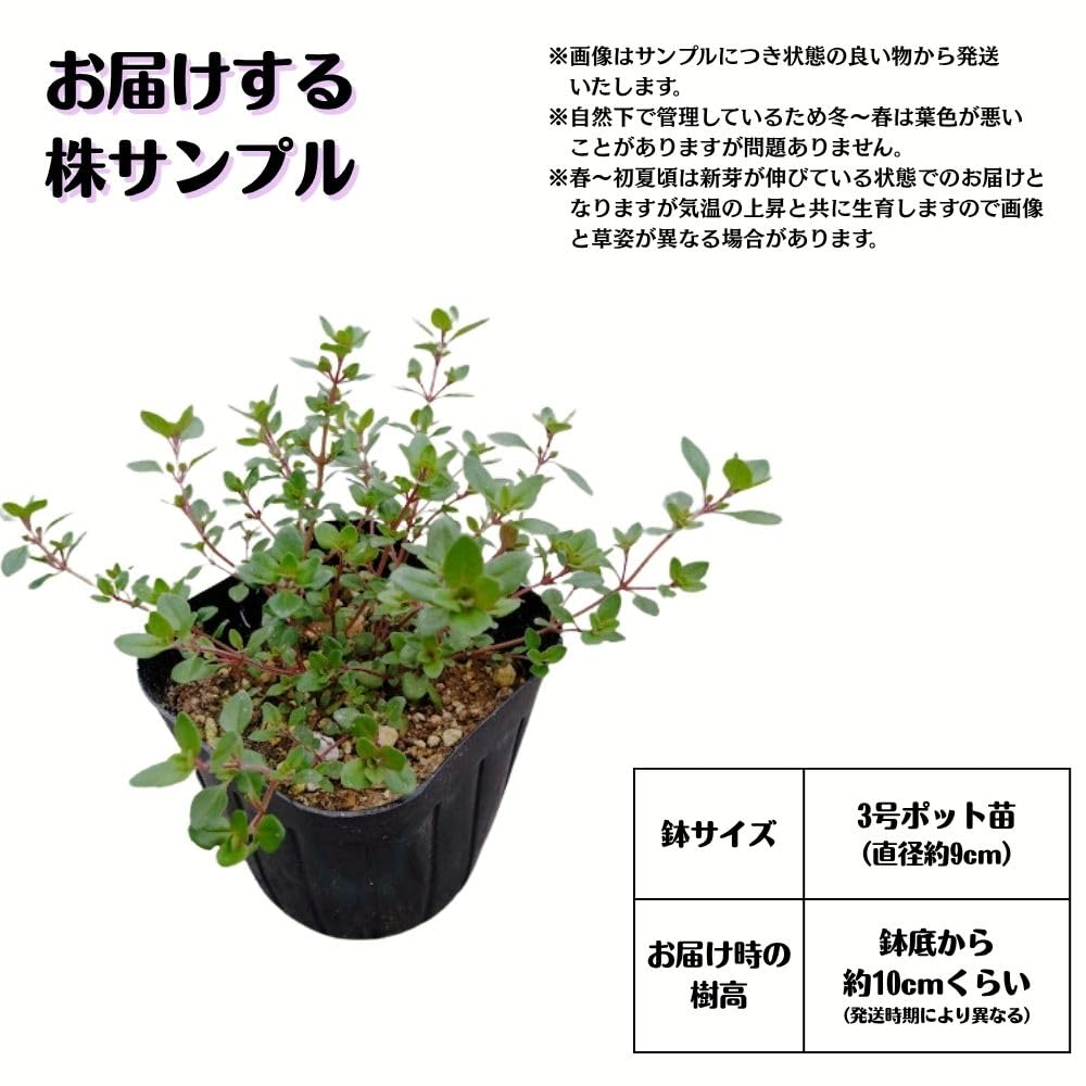Amazon.co.jp: 《 クリーピングタイム 苗 》 グランドカバー タイム